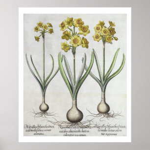 Póster Narciso de Tazetta, 'do Hortus o Eystettensis