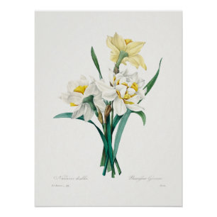 Póster Narciso Duplo, Pierre-Joseph Redouté, 1827