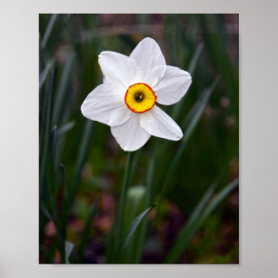 Poster Narciso Flower