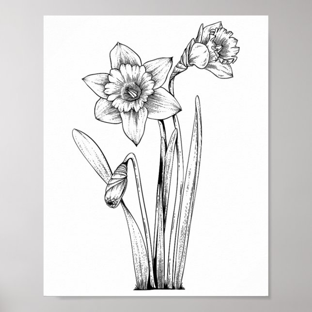 Poster Narciso Narcisos Flores Floral Primavera Páscoa  (Frente)