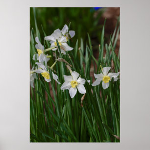 Póster narcisos brancos