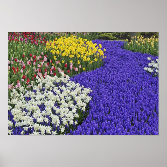 Póster Narcisos e Jacintos de Uva, Keukenhof 2 (Frente)