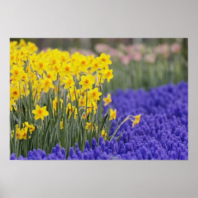 Poster Narcisos e Jacintos-de-uva, Keukenhof 3 (Frente)