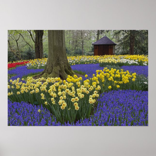 Poster Narcisos, jacintos e jardim de tulipas, (Frente)