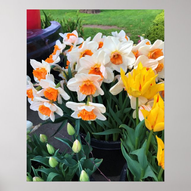 Poster Narcisos & Tulipas, Oregon (Frente)