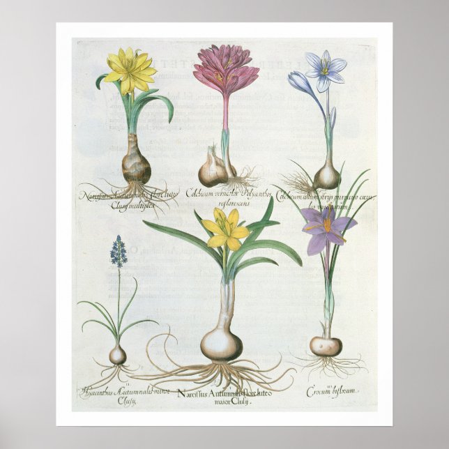 Póster Narcissi, Crocuses e Hyacinth: 1.Narciso autum (Frente)