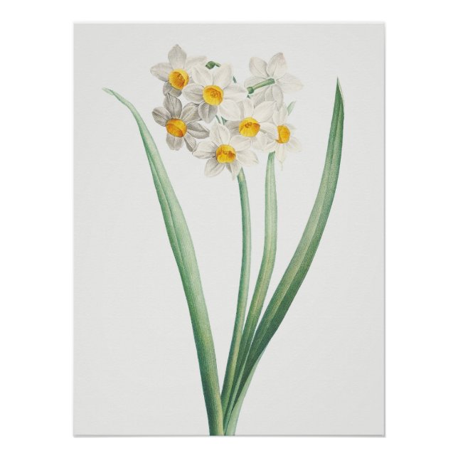 Póster Narcissus, Pierre-Joseph Redouté, 1805 (Frente)