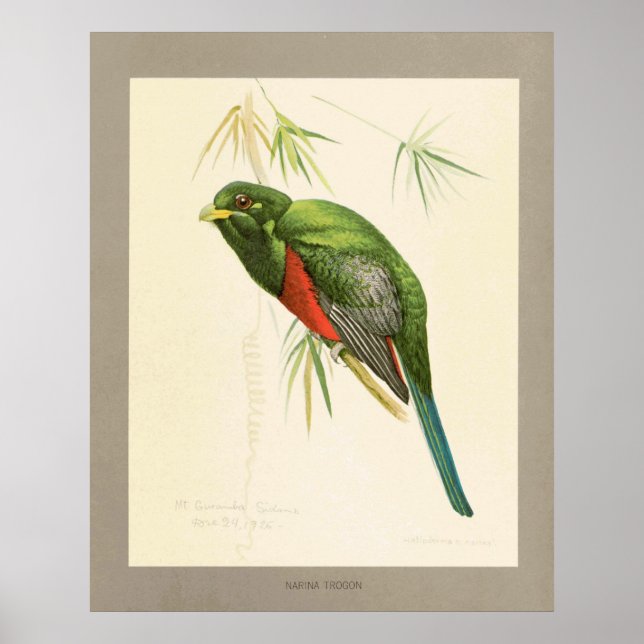 Póster Narina Trogon (Frente)