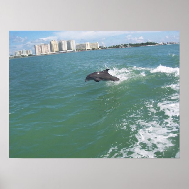 Poster nariz de garrafa golfinho dando carona (Frente)