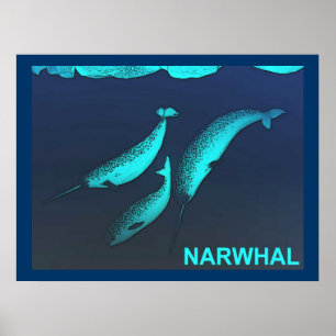 Póster Narwhal