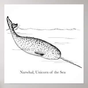 Poster Narwhale Unicórnio do Mar