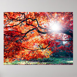 POSTER NAS CORES MÁGICAS DO OUTONO