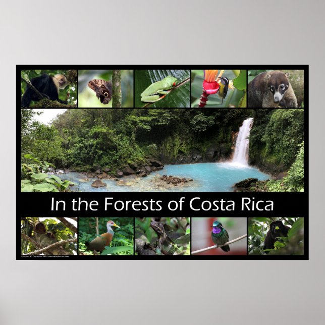 Poster Nas Florestas da Costa Rica (Frente)