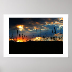 Poster Nascer do sol do CatTail