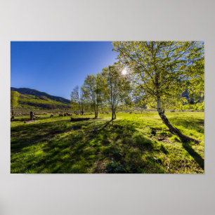 Póster Nascer do sol em um cheio do pasto dos carneiros