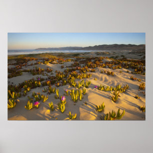 Póster Nascer do sol ilumina as dunas de areia e a figuei