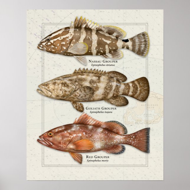 Poster Nassau, Golias e Red Grouper (Frente)