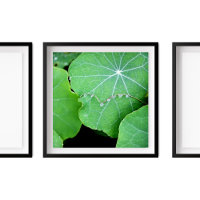 Nasturtium Deixa Pearl Água Cai Fotografia