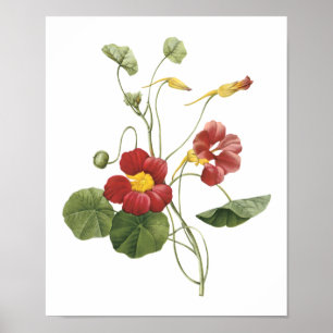 Póster nasturtium(Tropaeolum majus) por Redouté
