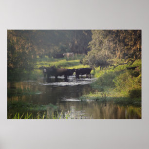 Póster Natação de manhã cedo