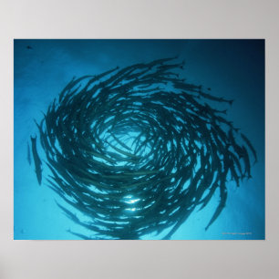 Poster Natação do barracuda de Blackfin nos círculos