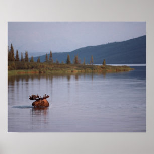 Poster Natação dos alces no lago