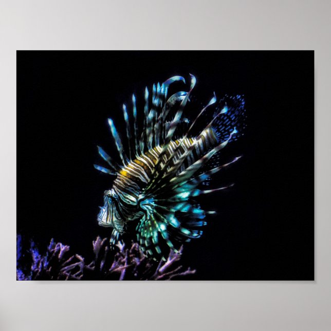 Poster Natações de Lionfish (Frente)