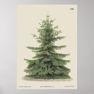 Poster Natais vintages Pine Tree Vintage