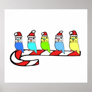 Póster Natal de Budgies-