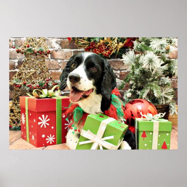 Póster Natal - Inglês Springer Spaniel - Betsy (Frente)