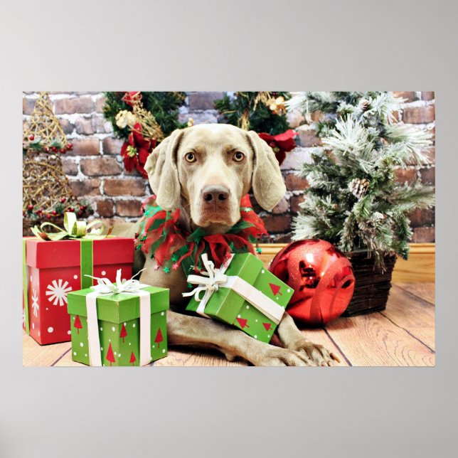 Póster Natal - Weimaraner - Lucy (Frente)