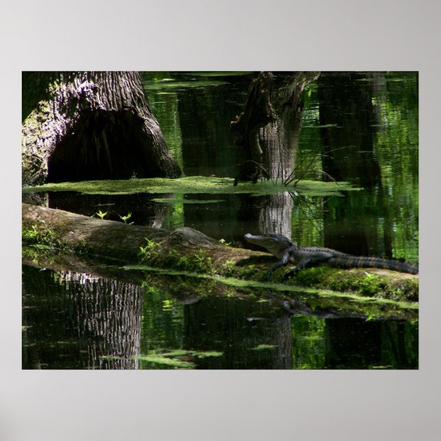 Poster Natchez Trace Gator (1) (Frente)