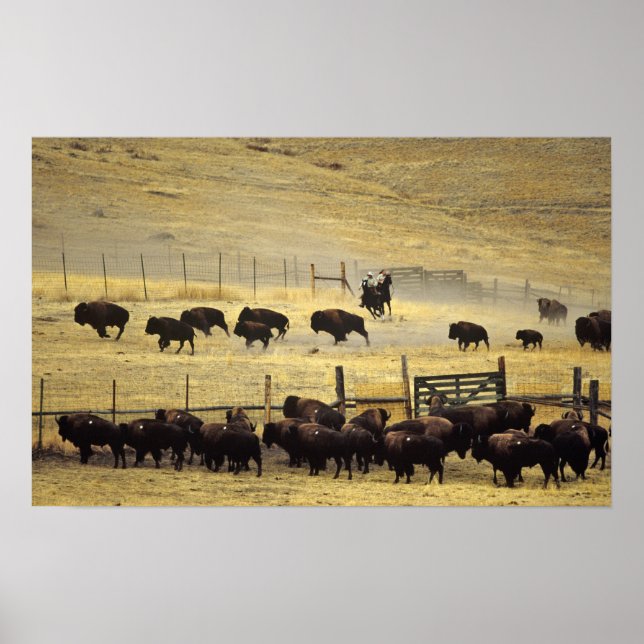 Poster National Bison Range Roundup em Montana (Frente)