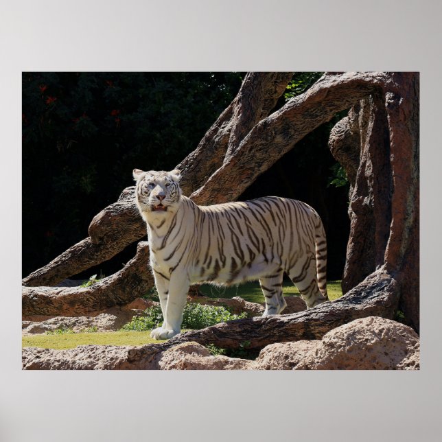 Poster Nature Bengal White Tiger Fotografia (Frente)