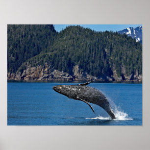 Poster Nature Humpback Whale Wildlife Foto