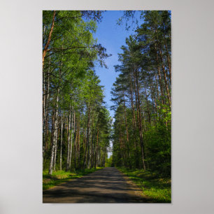 Poster Nature Landscape Forest Birch Bielorrússia