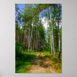 Poster Nature Landscape Forest Birch Bielorrússia