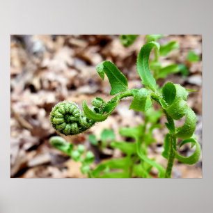 Poster Nature Photography, FIdlehead Fern in Springtime