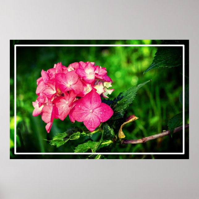Poster Nature Pink Hydrangea Flower- 34694 (Frente)