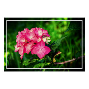 Póster Nature Pink Hydrangea Flower- 34694