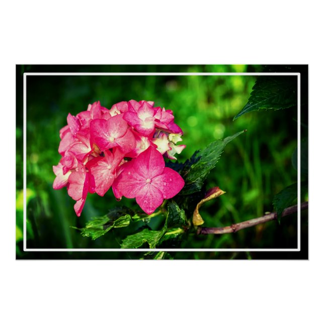 Póster Nature Pink Hydrangea Flower- 34694 (Frente)
