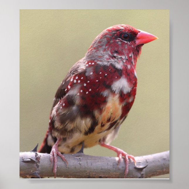 Poster Nature Red Finch Bird (Frente)