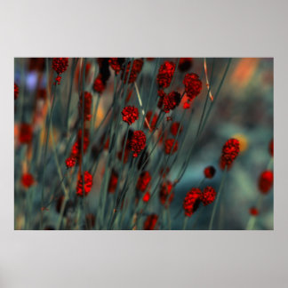 Poster Natureza