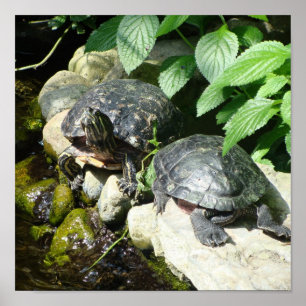 PÓSTER NATUREZA