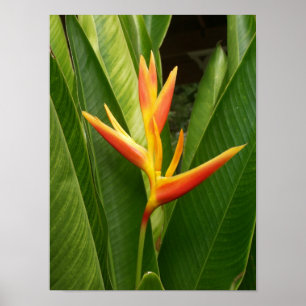 Poster Natureza