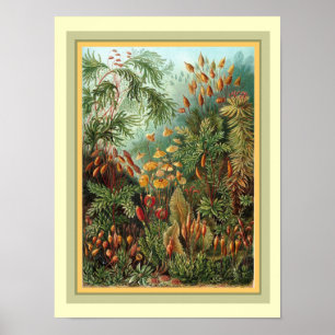 Póster Natureza 12 x 16 do der do Kunstformen de Haeckel