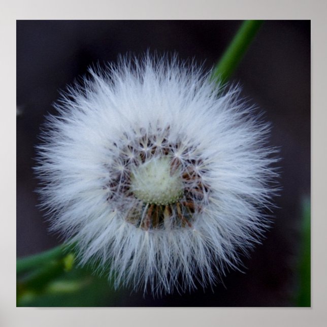 Póster Natureza's sol (Frente)