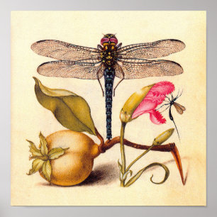 Póster Natureza Botânica Dragonfly