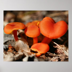 Poster Natureza da família Orange Mushroom