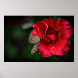 Poster Natureza da Flor Vermelha Natural Fotografia poste